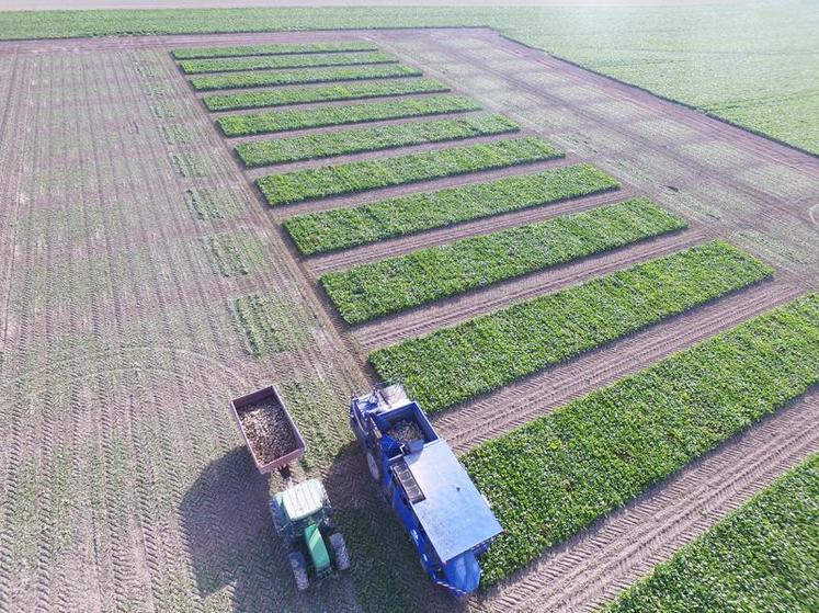 2018 est une étape clé : le programme de phénotypage au champ, sur 63 000 parcelles d’essais, consiste à évaluer les 3 000 génotypes sur la base de certains critères de sélection. 