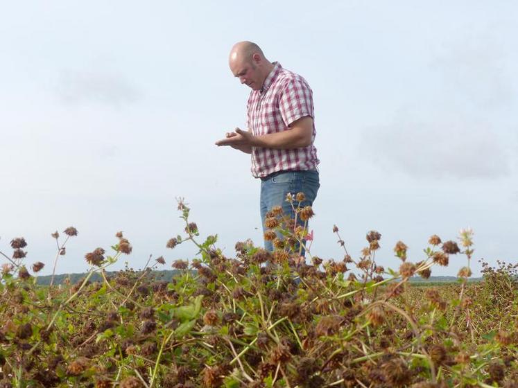 Matthieu Pegard et ses associés produisent des semences de ray-grass anglais et de trèfle de Micheli (photo) pour la première année. «Cette culture nécessite du temps, surtout à la récolte», prévient-il.