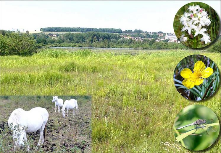 Une dizaine de chevaux Camarguais pâturent et entretiennent le marais de Long. Mais certaines plantes doivent être enlevées par l’homme pour préserver la biodiversité rare du site : de haut en bas, 
la Menyanthe, protégée en région, la Grande douve, protégée au niveau national, ou encore l’Orthétrum bleuissant, une espèce rare de libellule.