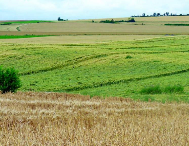 Une verse trop précoce sur blé pénalisera obligatoirement le remplissage.