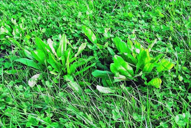 La chicorée sauvage (Cicorium intybus L.) est une plante vivace, qui ressemble au pissenlit par ses feuilles et son port. Elle demande une pression de pâturage importante pour une valorisation optimale.