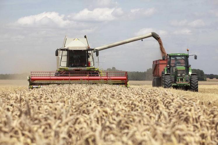 La moisson des blés avance à petit pas, rythmée par la maturité de cette céréale.