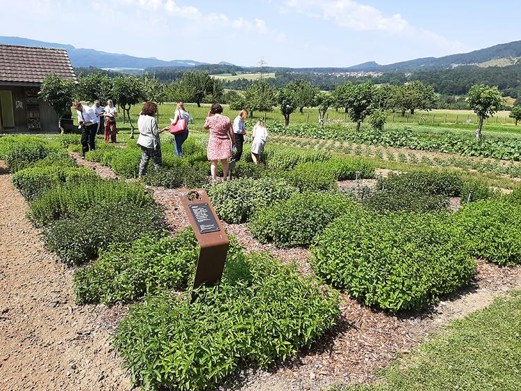 Les jardins des plantes de Ricola permettent au grand public de découvrir,  de sentir et de toucher les plantes qui entrent dans la fabrication des bonbons suisses. 