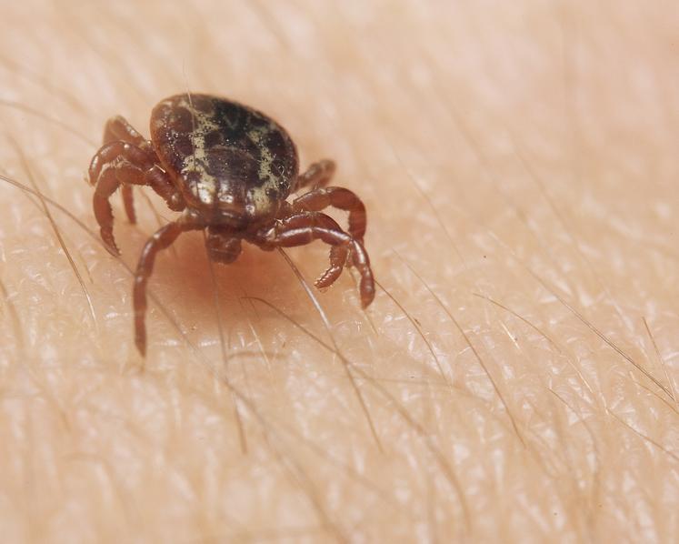 Une fois que la tique a trouvé l’endroit idéal pour mordre, il lui faut au moins deux heures pour  creuser son trou sous la peau.