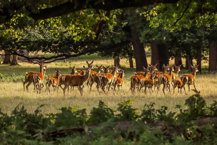 La présence d’une concentration de grands animaux dans un massif forestier peut compromettre la biodiversité forestière et compliquer les efforts de reboisement. 