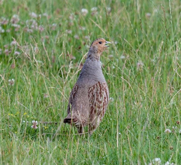 Pour le gibier à plumes et, en particulier, la perdrix grise, la situation à l’approche d’une nouvelle saison de chasse oscille entre «pas terrible» et «catastrophique». 