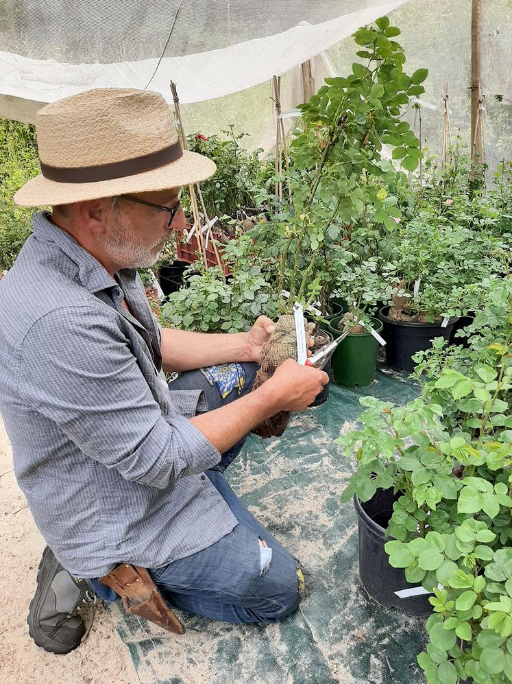 «La création d’une nouvelle variété de rosier n’est pas industrielle mais naît évidemment d’un sentiment de créativité. Ensuite, la sélection s’inspire d’arguments techniques et agronomiques correspondant ou déclenchant un jardinage original», assure Jean-Lin Lebrun. 