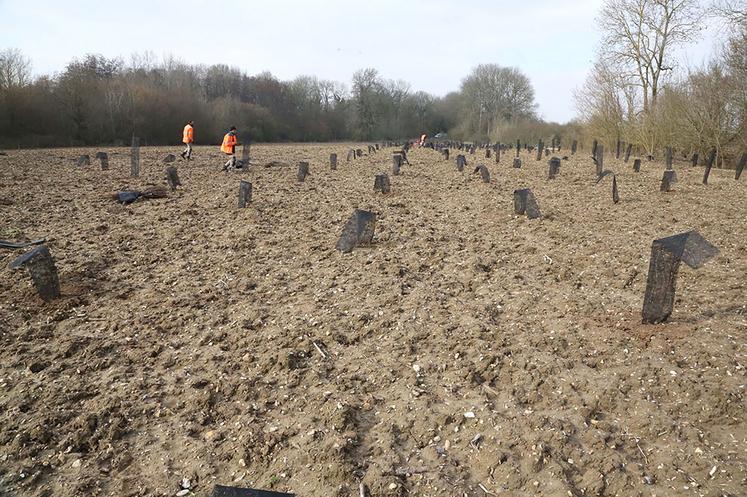 Les quelque 900 arbres plantés à Cléry-sur-Somme sont une petite partie des mesures de compensation prévues  dans le cadre de la construction du Canal Seine Nord dans l’est de la Somme. 
