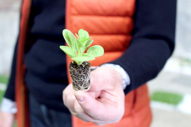 La production de tapis de fleurs n’est pas mécanisée. Tout se fait à la main. 