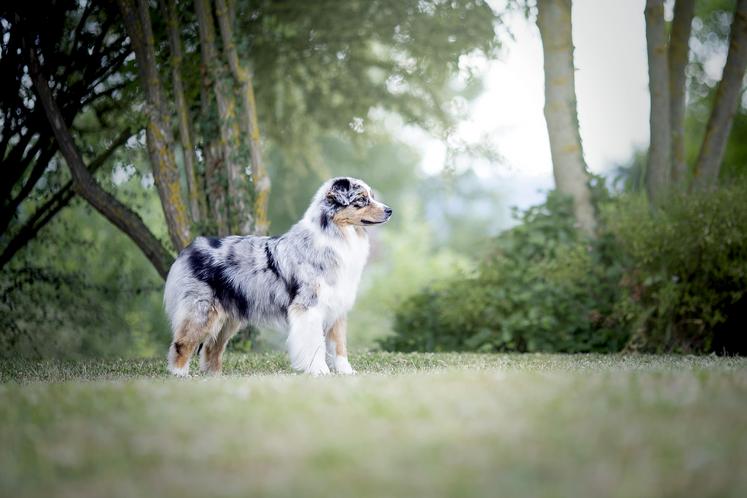 Le Berger australien continue d’occuper la première place du classement des chiens de race préférées des Français. 