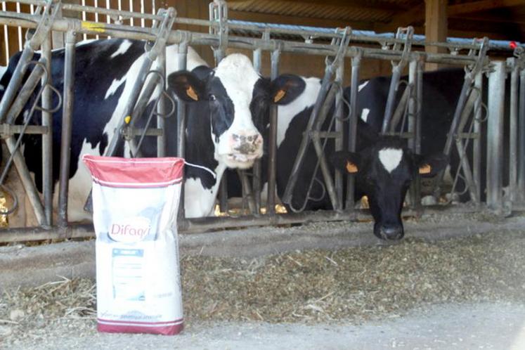 Le produit “Rimiflor+” a été testé dans une quinzaine d’élevages adhérents du CIA Gènes Diffusion.