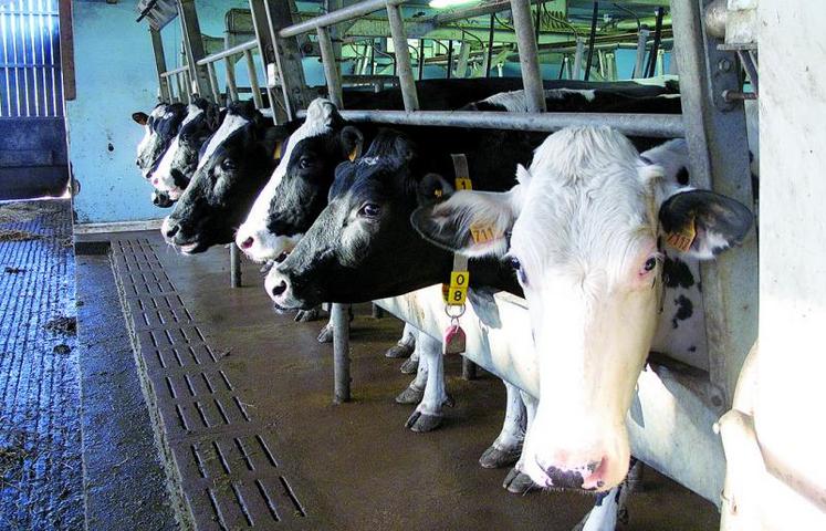 Génosanté est un projet collectif qui devrait offrir la possibilité aux éleveurs de sélectionner des vaches plus robustes face aux troubles de santé productive comme l'acétonémie, les boiteries, etc.