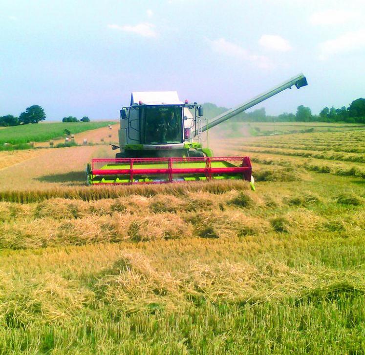 Les blés ont commencé à être récoltés, pour les tout premiers, le 24 juillet dernier.