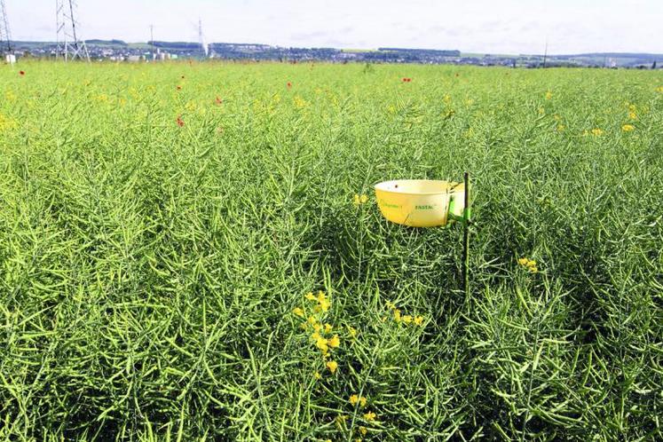 Plus de 300 personnes sont mobilisées chaque semaine pour l’observation des zones agricoles et non agricoles en Picardie.