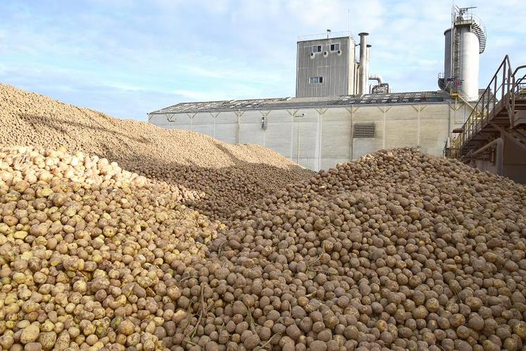 Cour de l’usine de Vecquemont, où les pommes de terre livrées commencent à suivre leur parcours de transformation.