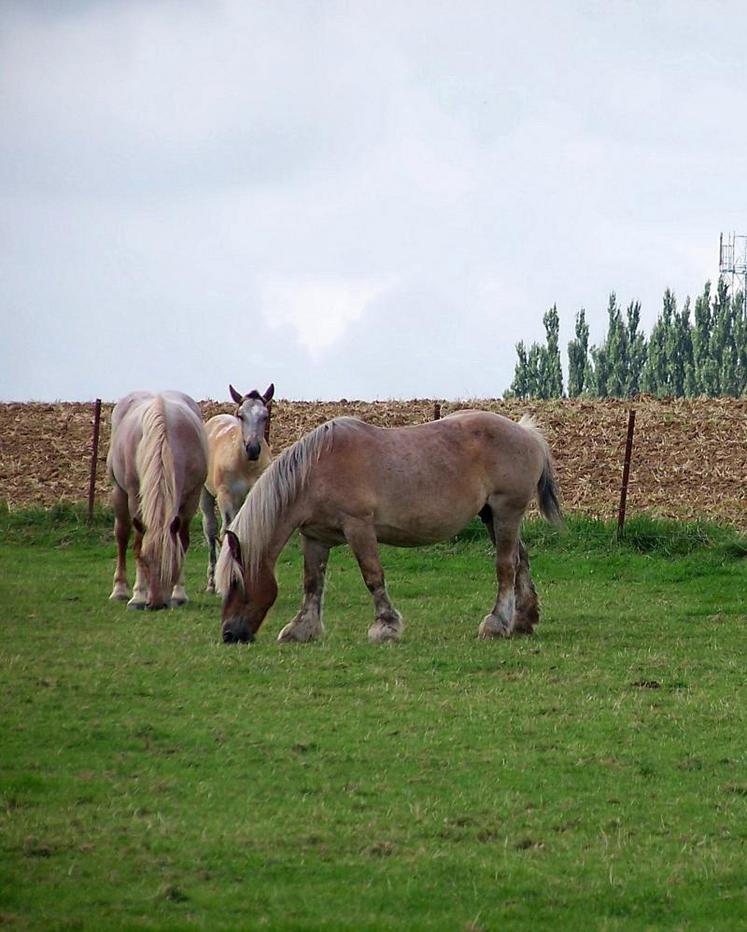 En France, environ 20 % des foyers consomment de la viande chevaline. C’est le troisième consommateur européen avec 300 grammes par habitant et par an, derrière l’Italie (800 g/hab/an) et la Finlande (440 g/hab/an).	