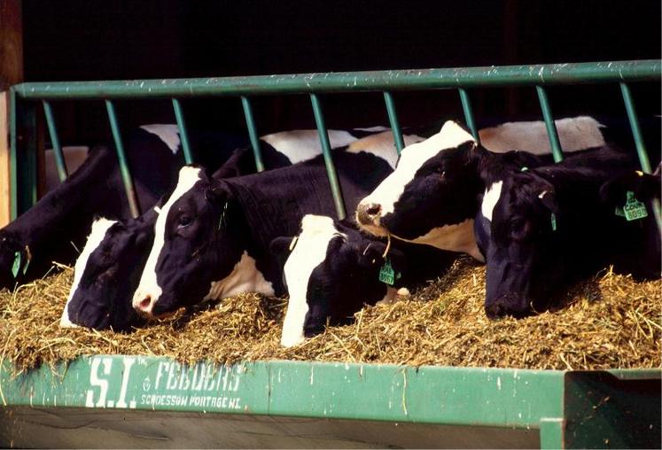 Le modèle d’élevage bovin français est l’un des plus durables au monde, mais «parfois vu comme has been», car moins productif que dans d’autres pays d’Europe.