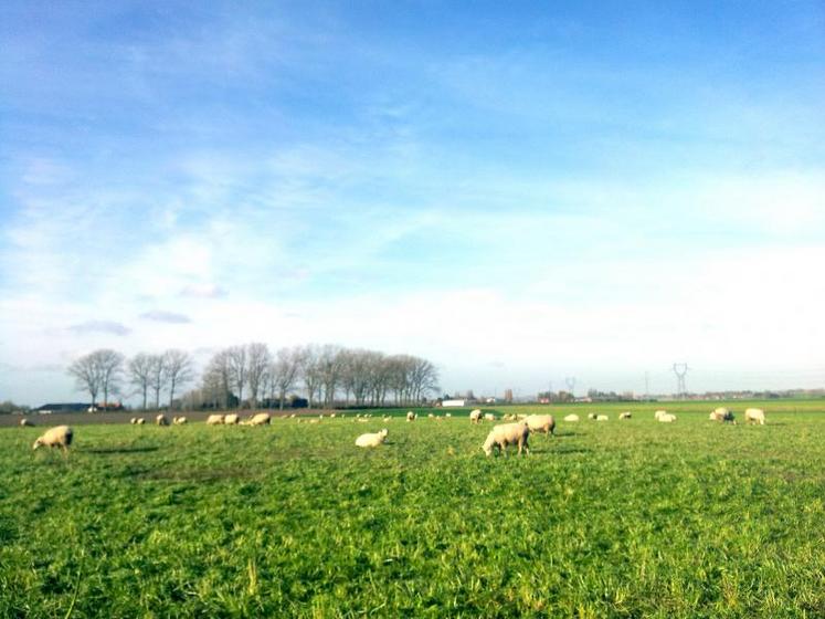 Brebis pâturant des cultures dérobées en hiver.