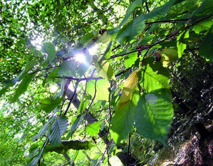 La valeur moyenne du prix des forêts s’établit à 4 100 €/ha contre 4 020 €/ha en 2015.