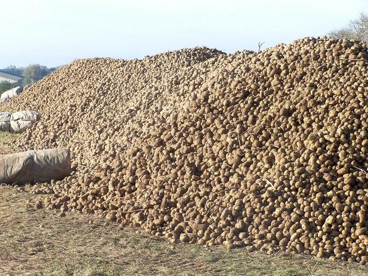 La reprise des tas stockés sous abri tourne désormais à plein régime.