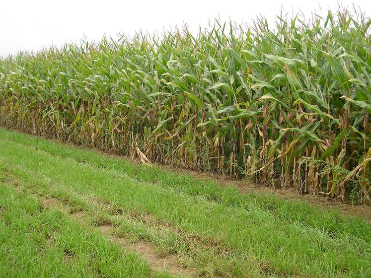 Les premières estimations de rendements sont de 16 à 20 t de matières sèches par hectare.