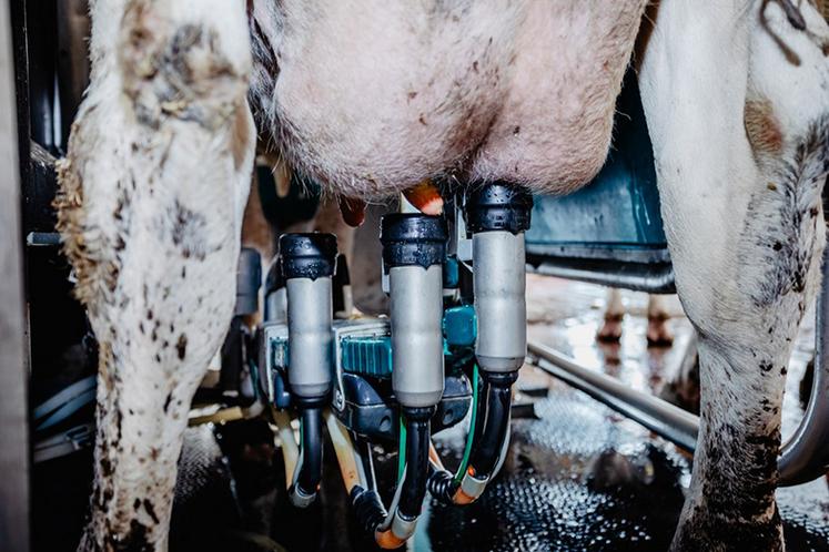 Pendant la traite, le compteur cellulaire réalise les mesures par quartier.