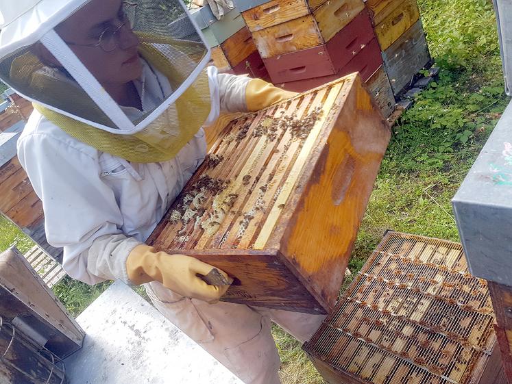 Travail aux ruches en pleine miellée de tilleul. Les rendements vont de 4 à 41 kg de miel par ruche selon les cas recensés par l’ADA Hauts-de-France.