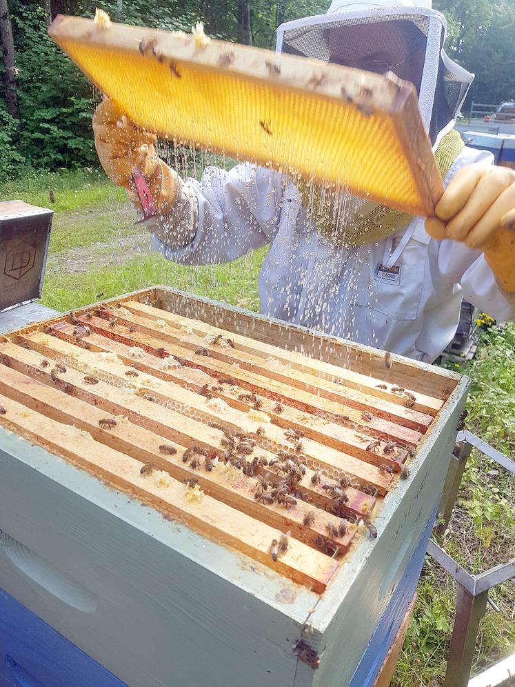Travail aux ruches en pleine miellée de tilleul. Les rendements vont de 4 à 41 kg de miel par ruche selon les cas recensés par l’ADA Hauts-de-France.