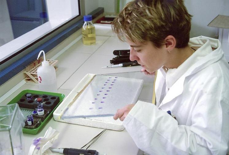 Seleggt prévoit de vendre 1 million de poussins en 2019, pour un surcoût de 2 centimes de l’œuf.