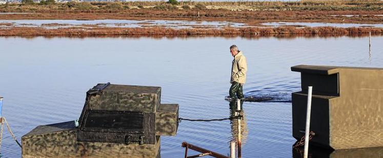 Dès samedi, des opérations de régulation des espèces susceptibles d’occasionner des dégâts pourront avoir lieu dans le département de la Somme. La chasse du gibier d’eau reste quant à elle suspendue.