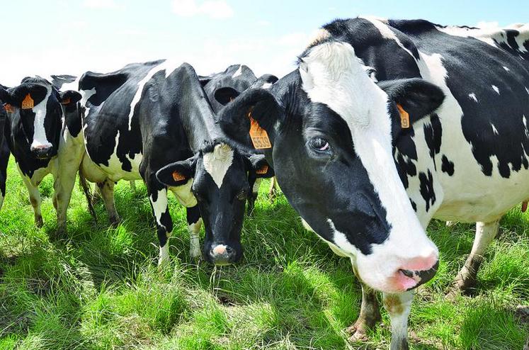 Il y a près de 60 000 vaches dans la Somme et un peu moins de 1 000 producteurs laitiers, qui détiennent en moyenne 58 vaches par exploitation.