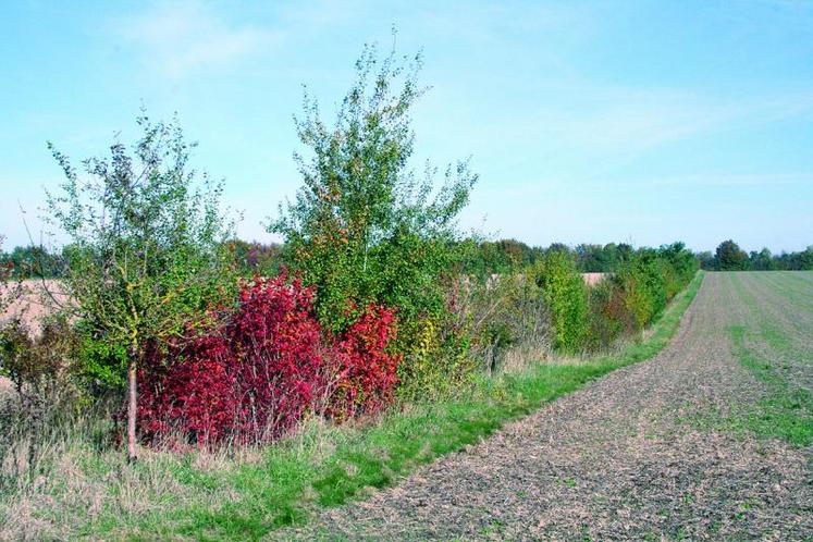 Une haie mitoyenne n'est pas considérée comme SIE pour les deux agriculteurs détenant les parcelles adjacentes. Ils doivent se répartir les mètres linéaires de cette haie.