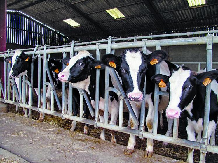 Entre les élevages ayant des animaux vêlant à 33 mois et d’autres où le vêlage a lieu à 26 mois, le coût de renouvellement passe de 29 à 16 euros pour 1 000 litres.