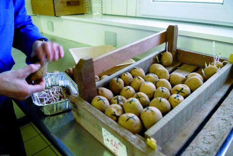 La qualité des plants de pommes de terre est un critère prépondérant du potentiel de rendement.