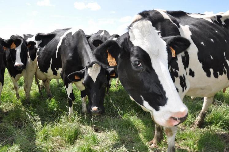 Elevage de vaches laitières à l’herbe pour augmenter la valeur ajoutée de sa production laitière.
