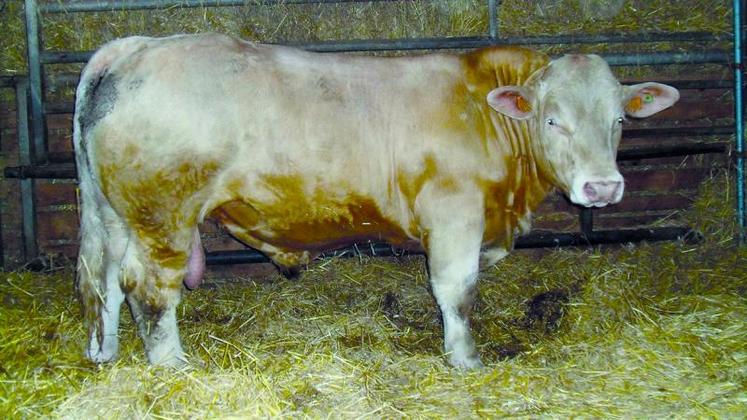 Les éleveurs peuvent dès à présent faire leur choix de reproducteurs charolais lors des deux portes ouvertes les 17 et 24 janvier à la station.