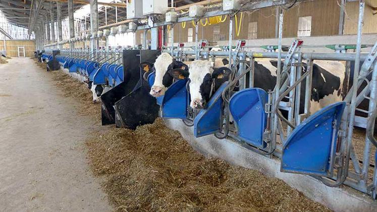 Ration de maïs fourrage pour les bovins.