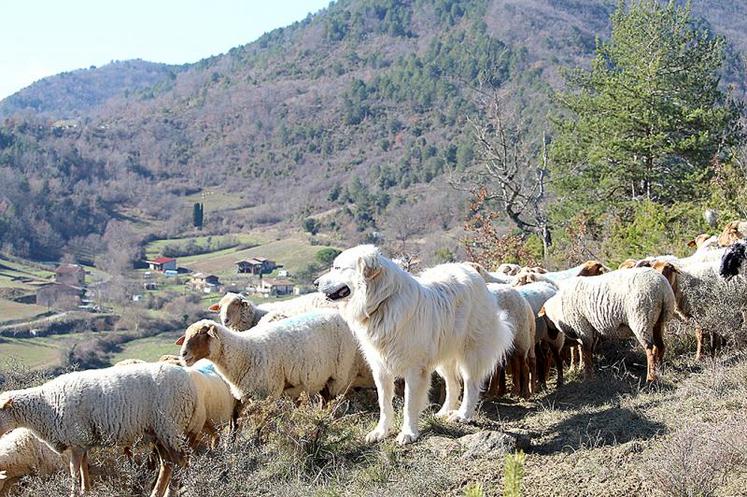 Un suivi individuel sur l’exploitation est possible lors de la mise 
en place d’un chiot.