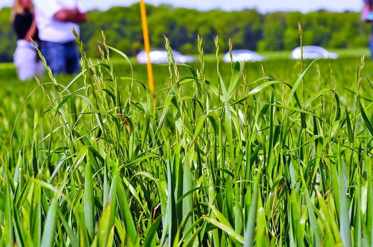 Le ray-grass a été utilisé à tour de bras à partir des années 1990.