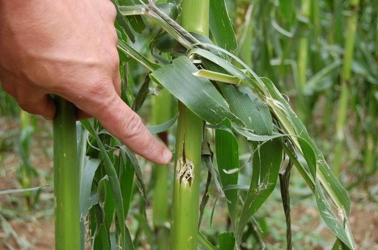 Des contrats d’assurance multirisques peuvent être proposés pour toutes les cultures et pour les prairies.
