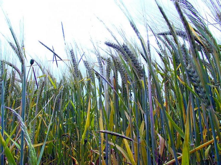 La production de malt est le débouché quasi-exclusif de la culture des orges de printemps. Il est donc fortement recommandé de choisir les variétés pour lesquelles les organismes de collecte locaux ont un marché. Ces variétés sont sélectionnées dans la liste éditée par les Malteurs de France pour la récolte 2015.