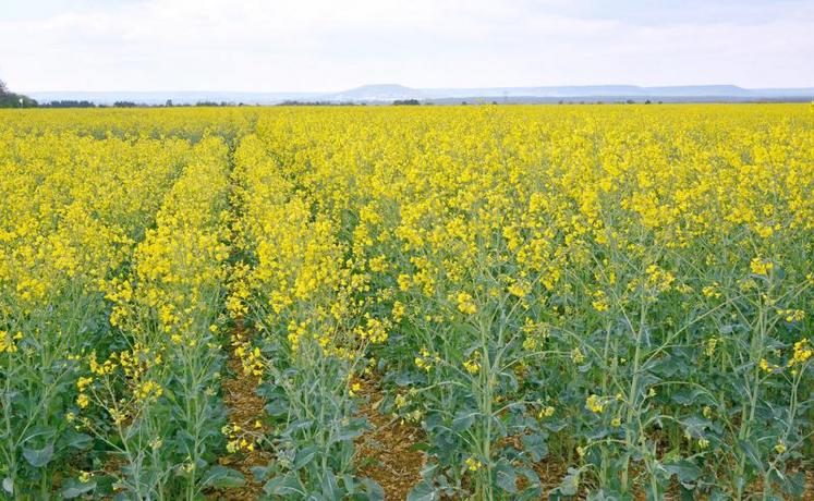 Il est conseillé de choisir plusieurs variétés et de privilégier la régularité du rendement pour répartir les risques. 