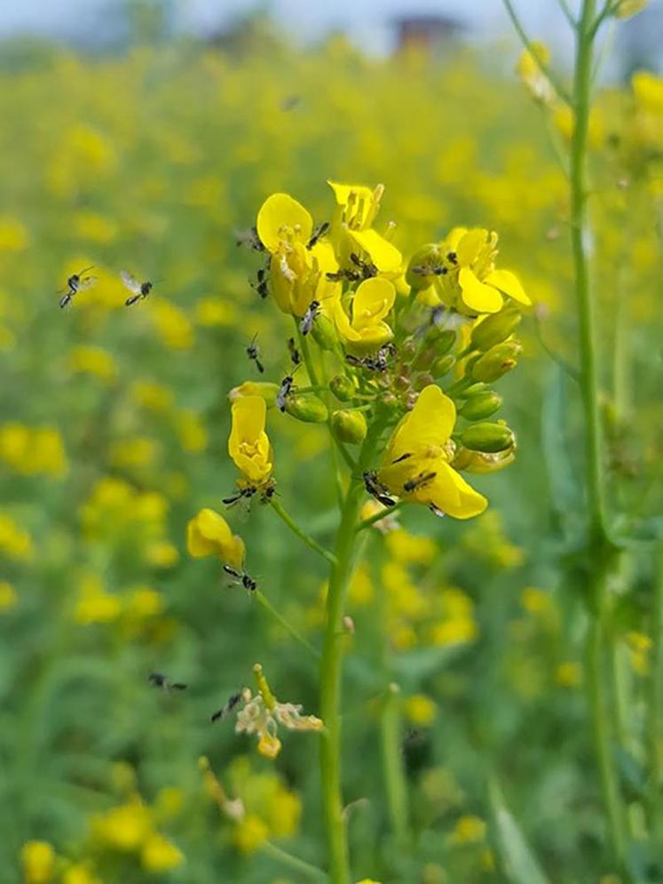 Hyménoptères parasitoïdes sur inflorescence de navet.