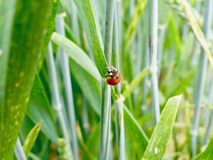 Pour enrayer le déclin des insectes, «la première grande mesure est la réduction de l’usage des insecticides de synthèse  en agriculture et l’amélioration de la spécificité de leurs cibles».