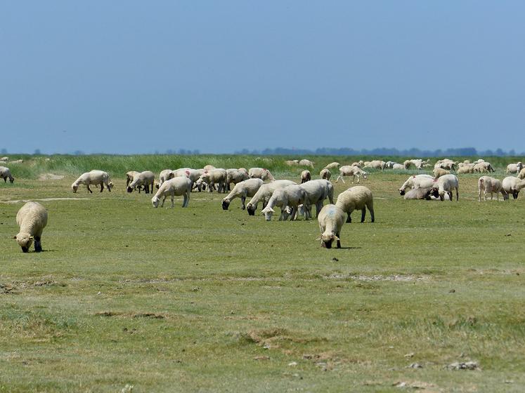 Ce qui intéresse le chef cuisinier ? «Le terroir et les liens que nous pouvons nouer.» Il s’est notamment lié d’amitié  avec les éleveurs d’agneaux AOP. 