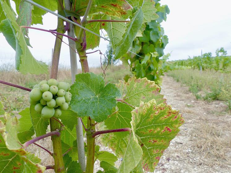 La voie B, qui va être supprimée, permettait d'obtenir la certification HVE lorsque les achats d'intrants étaient inférieurs à 30 % du chiffre d'affaires. Une aubaine pour les viticulteurs. 