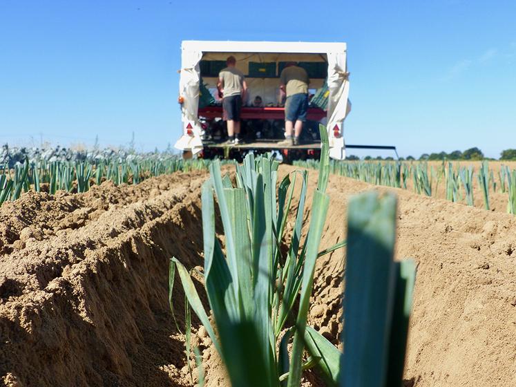 Les poireaux cultivés dans la Somme ne font pas exception. La production peine à s’écouler. 