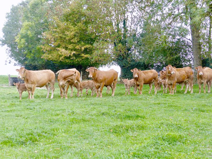 Pour 2021, Cobevial annonce s’engager dans le Label Blason Prestige Limousin, ainsi que dans la démarche Label Bœuf Blond d’Aquitaine.