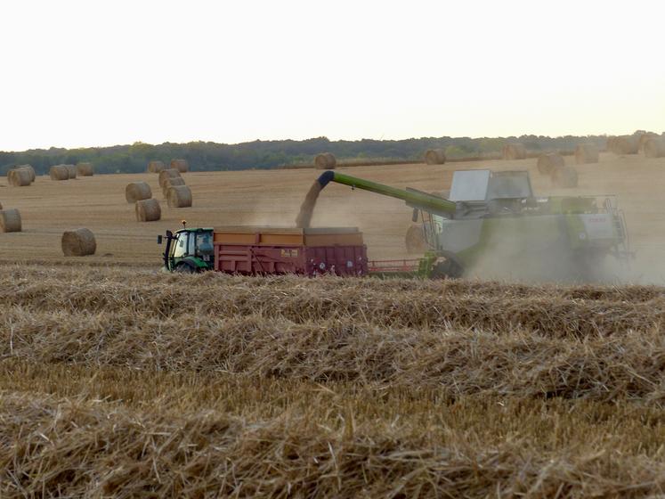 Les céréales – tous types confondus – sont les productions qui enregistrent la plus forte progression des marges.