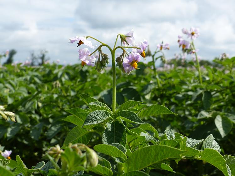 Les besoins en azote dépendent surtout de la longueur du cycle, influencée par la précocité variétale et les conditions climatiques, du type de sol et des objectifs de production.